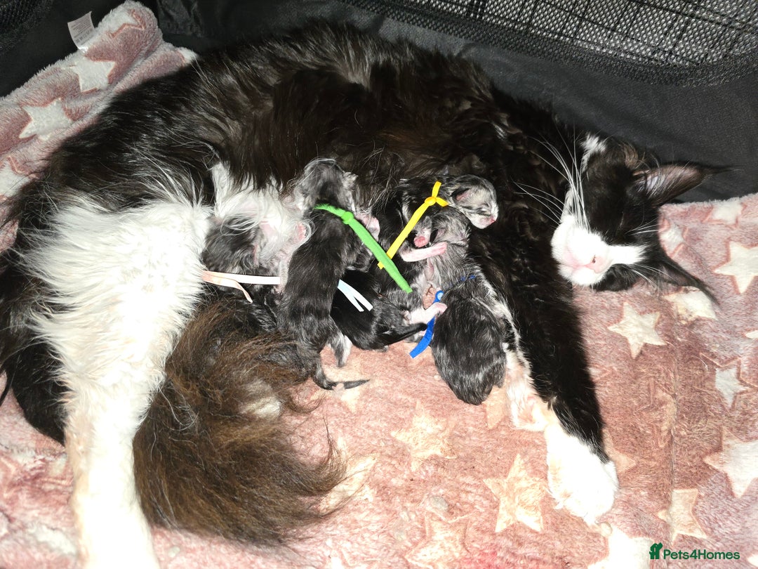 Maine Coon cats for sale: Maine Coon Kittens Silver Imported Shaded Lines - Image 26