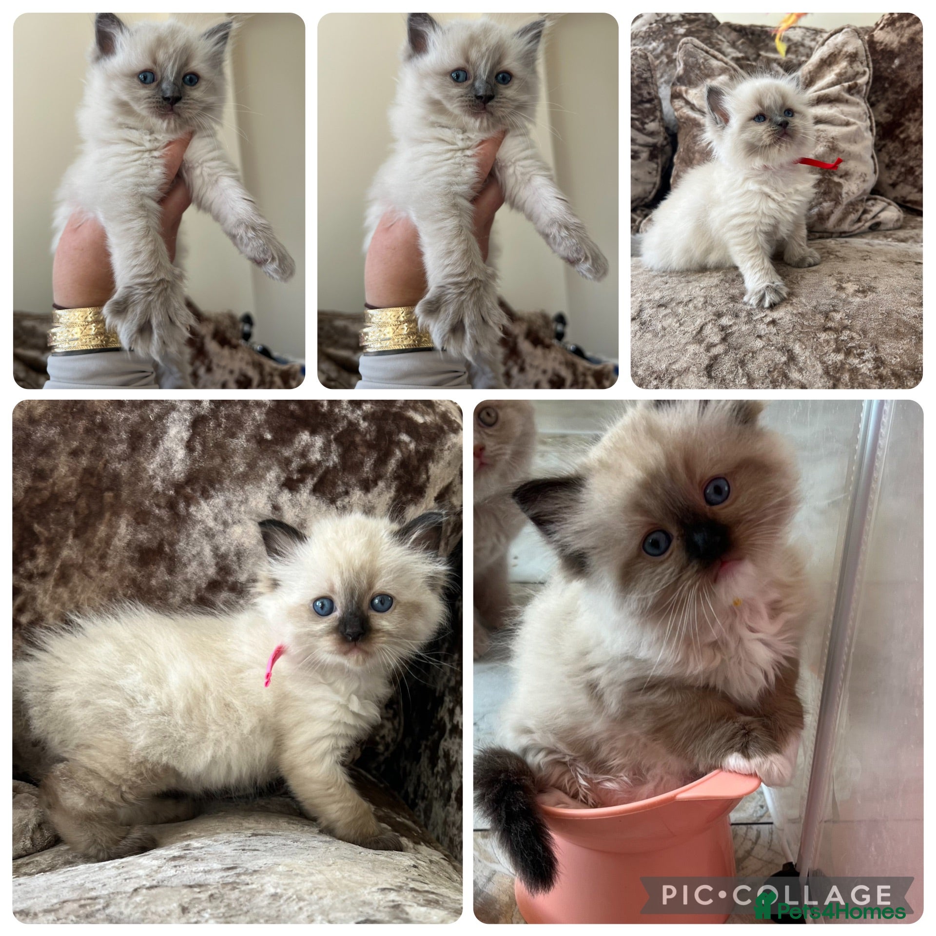 Ragdoll cats Beautiful Gccf ragdoll kittens  - Advert 2