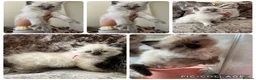Ragdoll cats for sale: Beautiful Gccf ragdoll kittens  - Advert 2