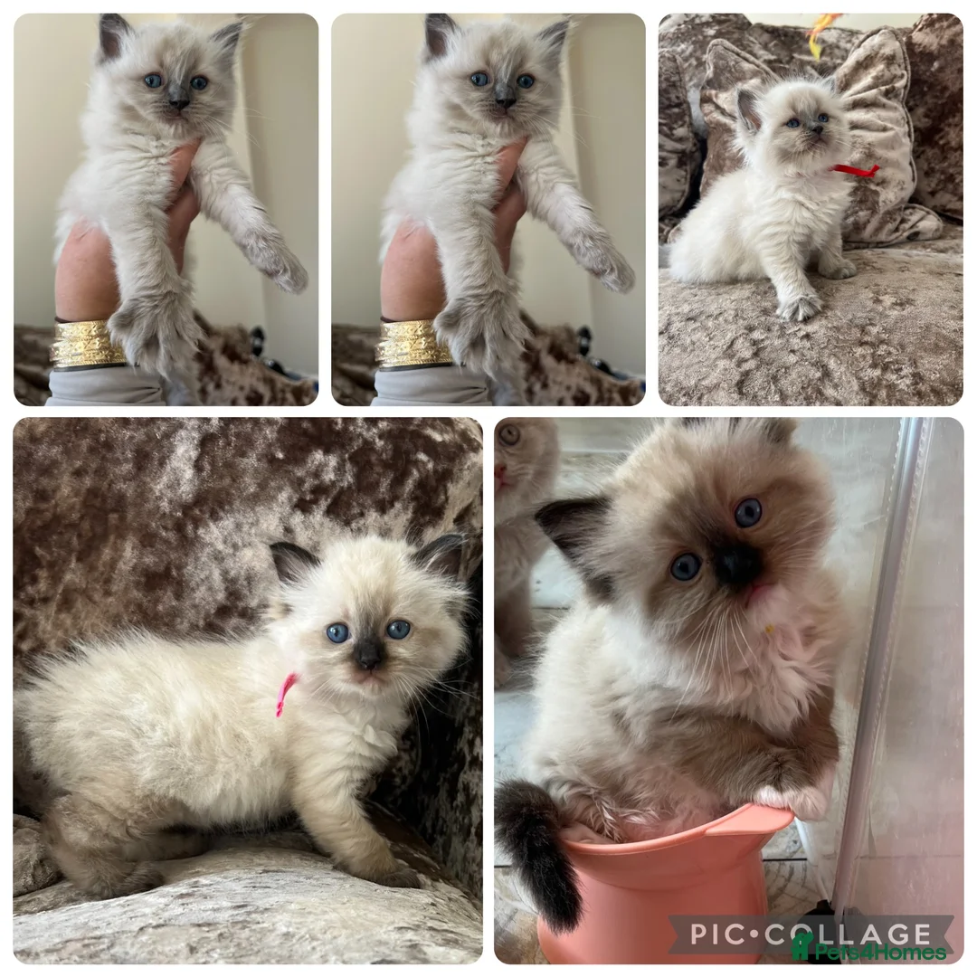 Ragdoll cats for sale: Beautiful Gccf ragdoll kittens  - Advert 2