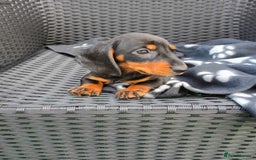 Dachshund dogs for sale: Beautiful litter dachshunds - Image 7