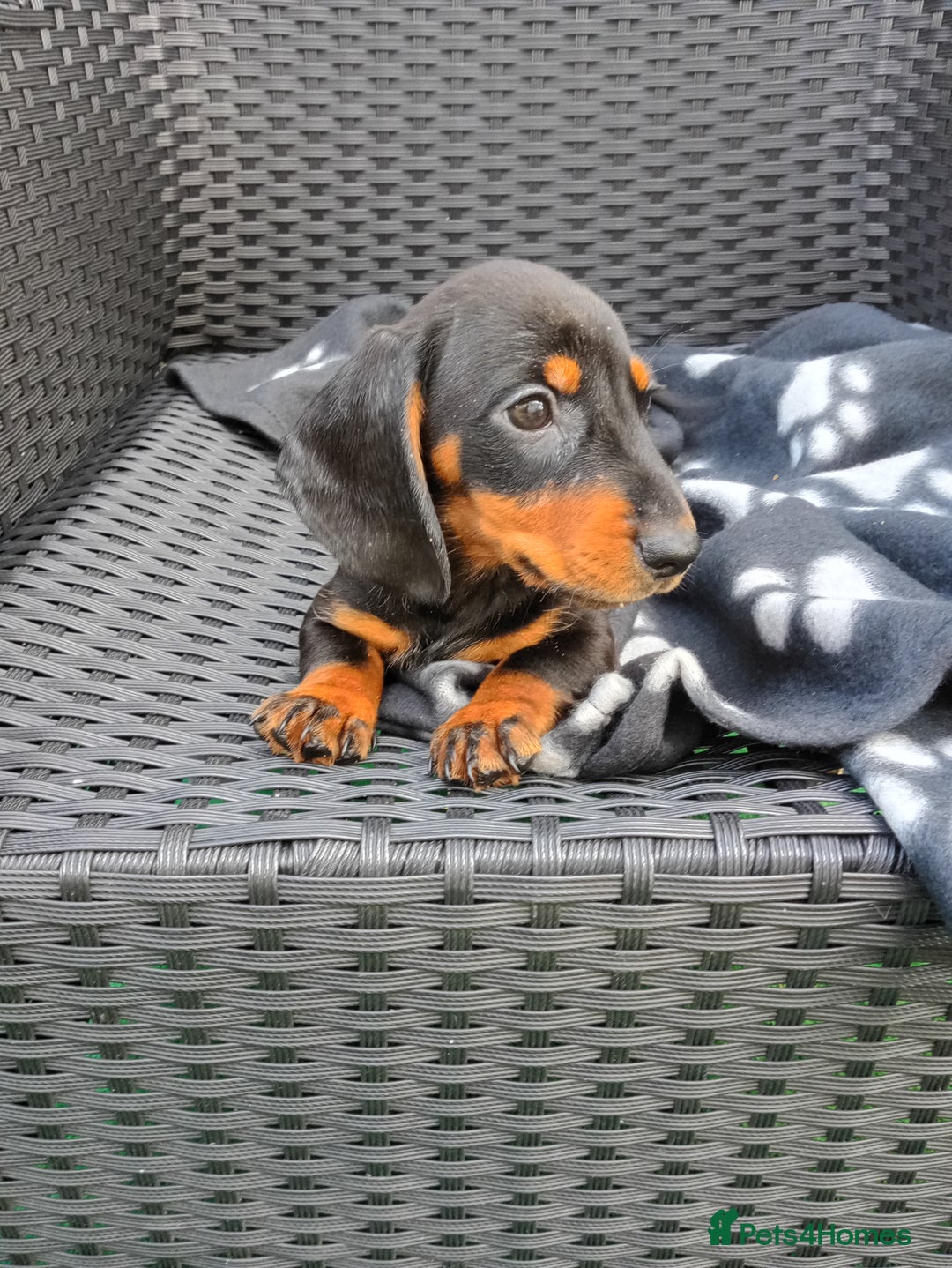 Dachshund dogs for sale: Beautiful litter dachshunds - Image 7
