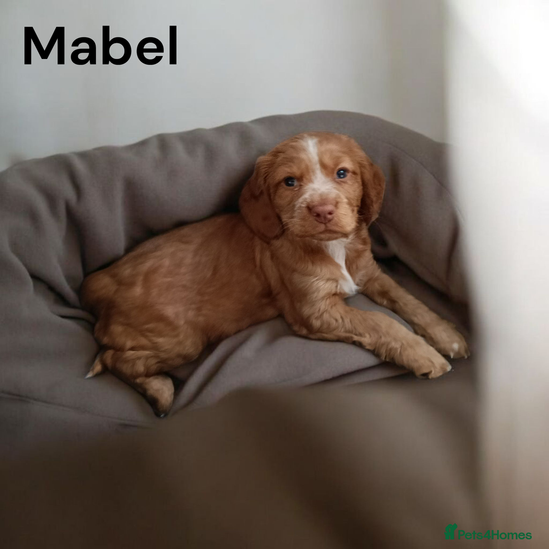 Cocker Spaniel dogs for sale: 2 gorgeous pedigree girl pups with papers - Advert 5