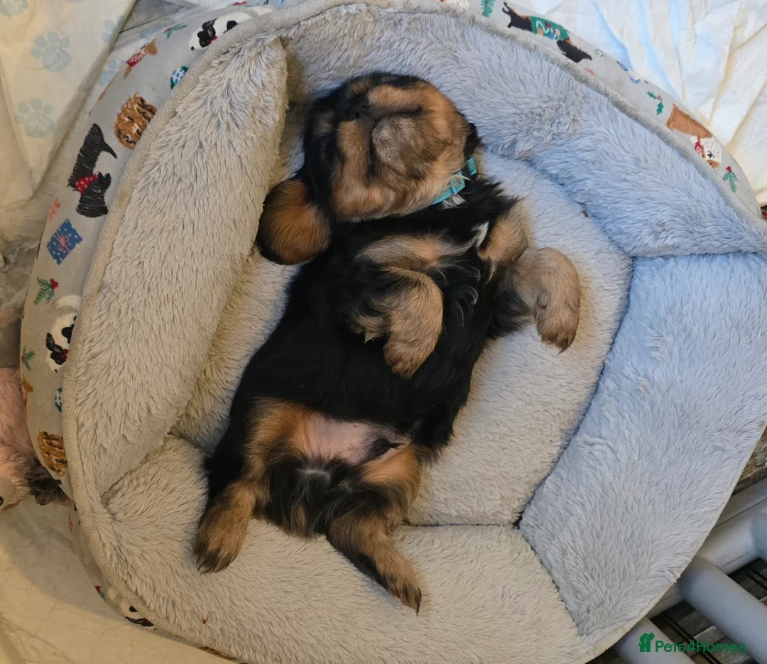 Cavalier King Charles Spaniel dogs for stud: Ruby Cavalier available for Stud in Bournemouth - Advert 2