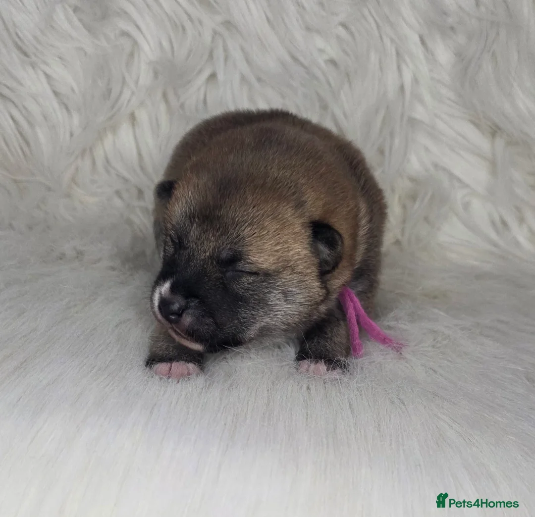 Japanese Shiba Inu dogs for sale: Outstanding Japanese Shiba Inu - Advert 15