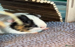 Guinea Pig rodents for sale: (Reserved) 2 Female Guinea Pigs for sale - Image 4