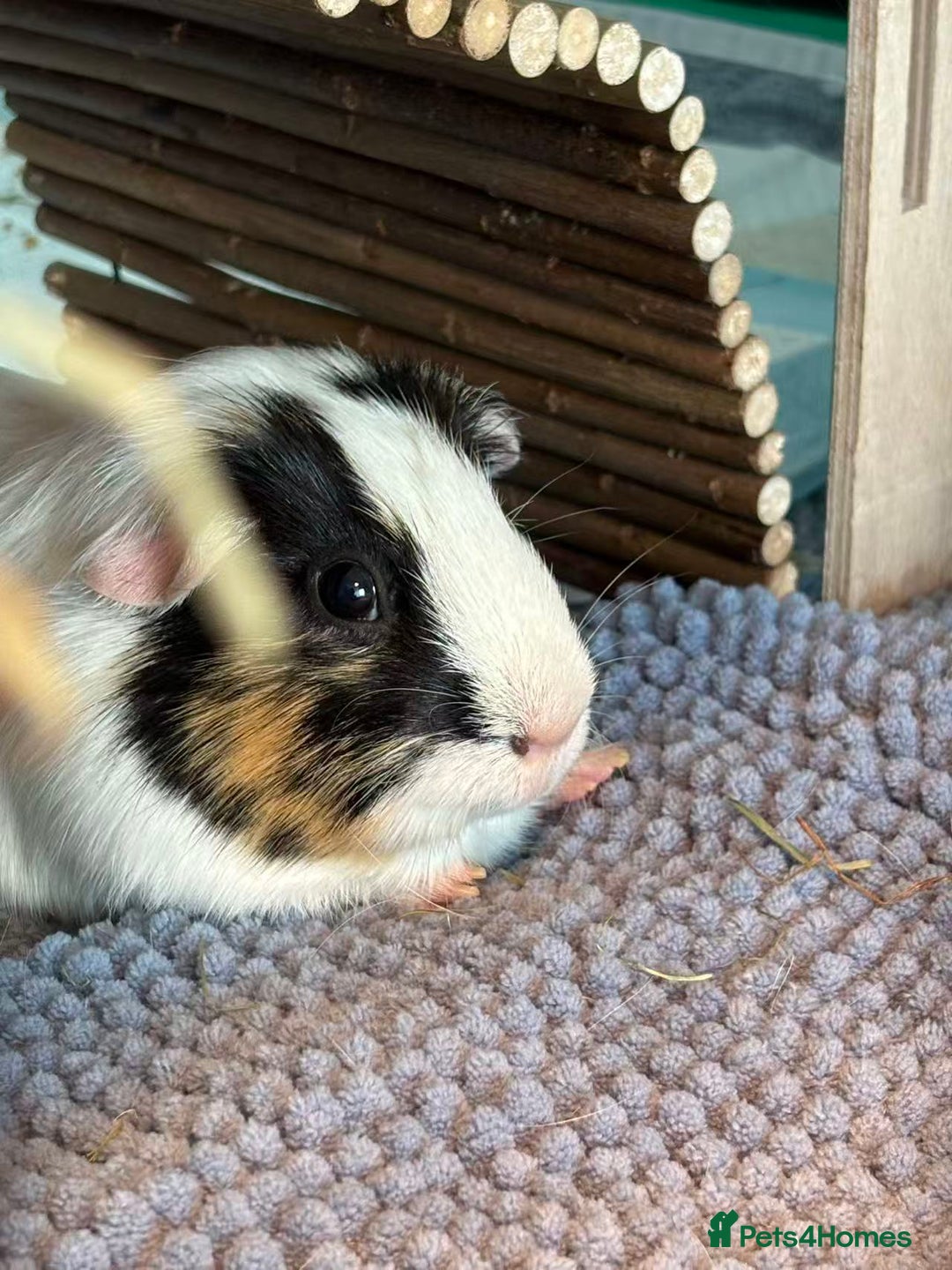 Guinea Pig rodents for sale: (Reserved) 2 Female Guinea Pigs for sale - Image 4