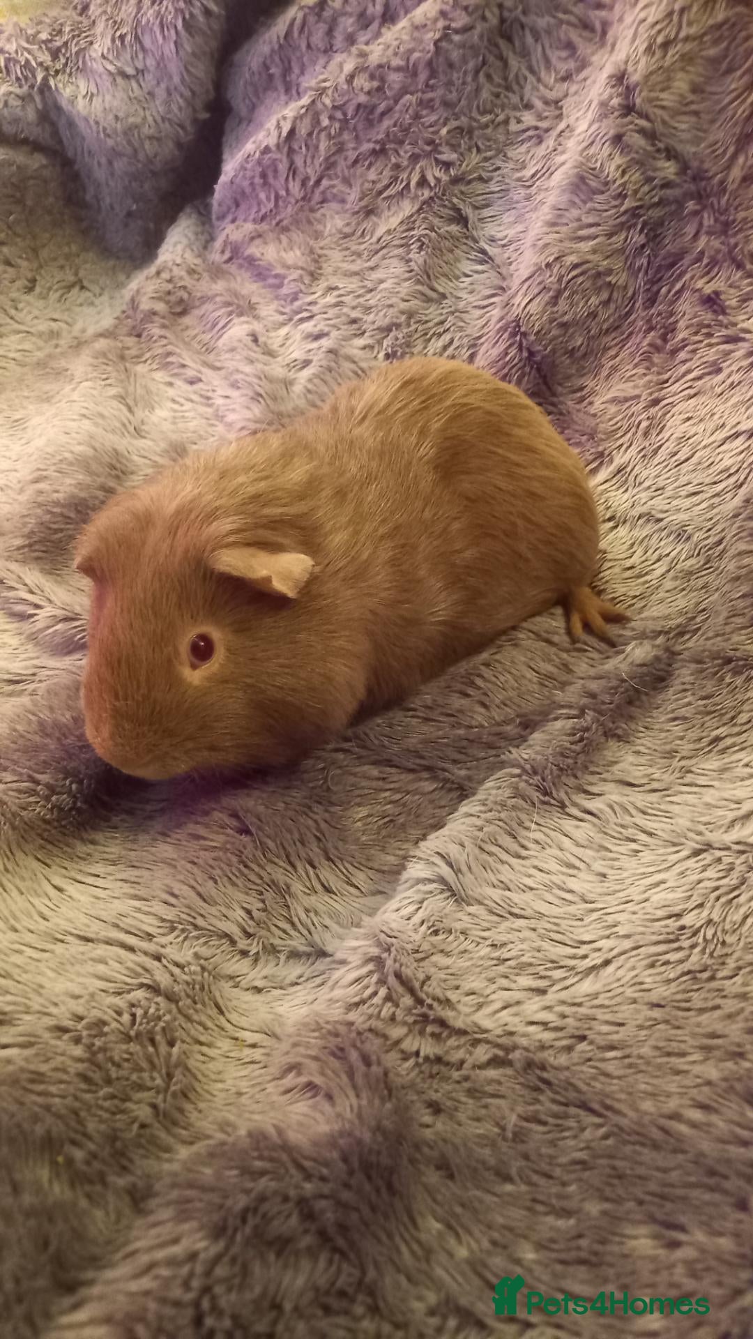 Guinea Pig rodents Two Male Guinea Pigs for Sale (will split) - Advert 1