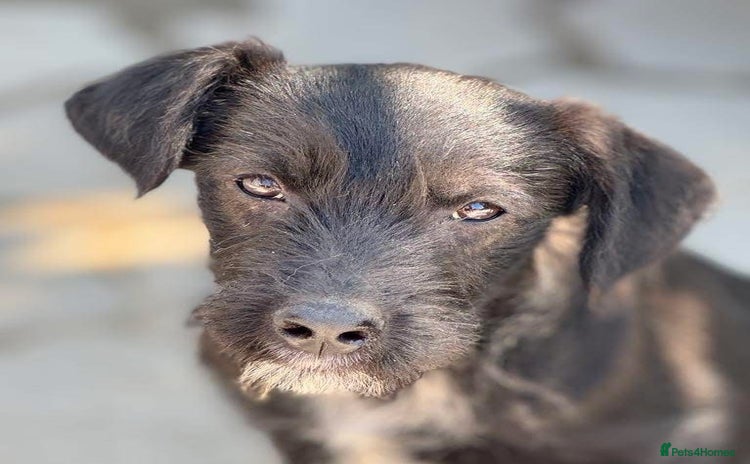 Mixed Breed dogs - Advert 15