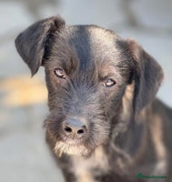 Mixed Breed dogs LION - a Lovely young Boy, for a Loving Home - Advert 3