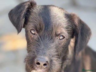 Mixed Breed dogs - Advert 34