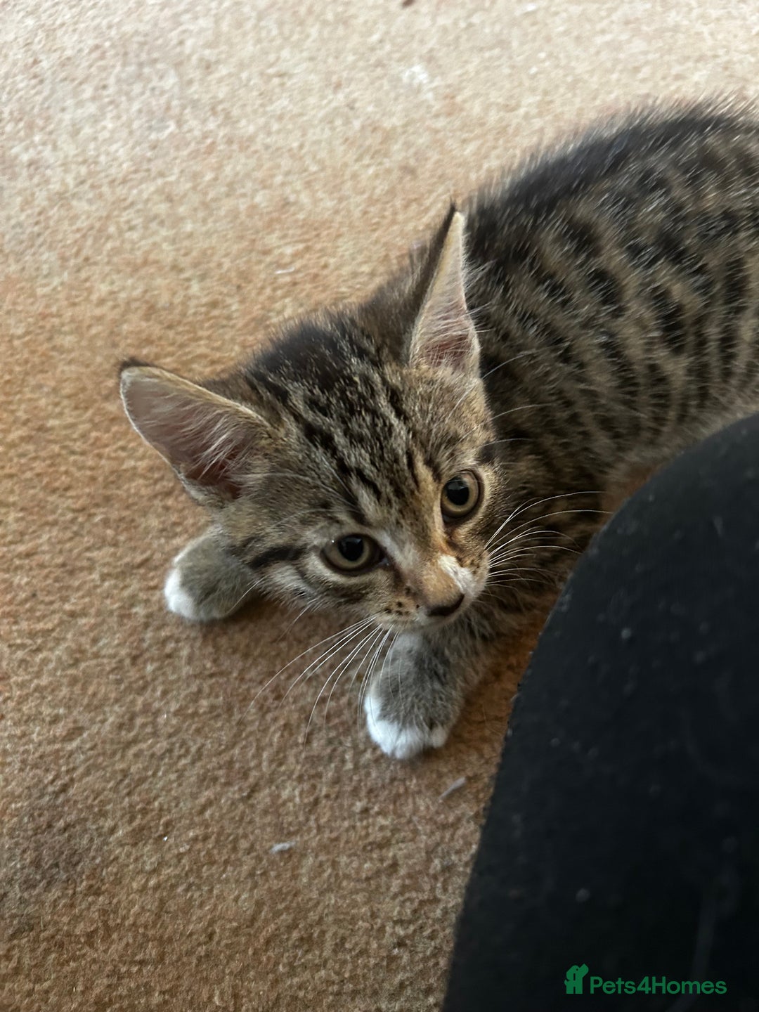 Mixed Breed cats for sale: Mixed Breed Tabby Kitten For Sale !! - Image 2