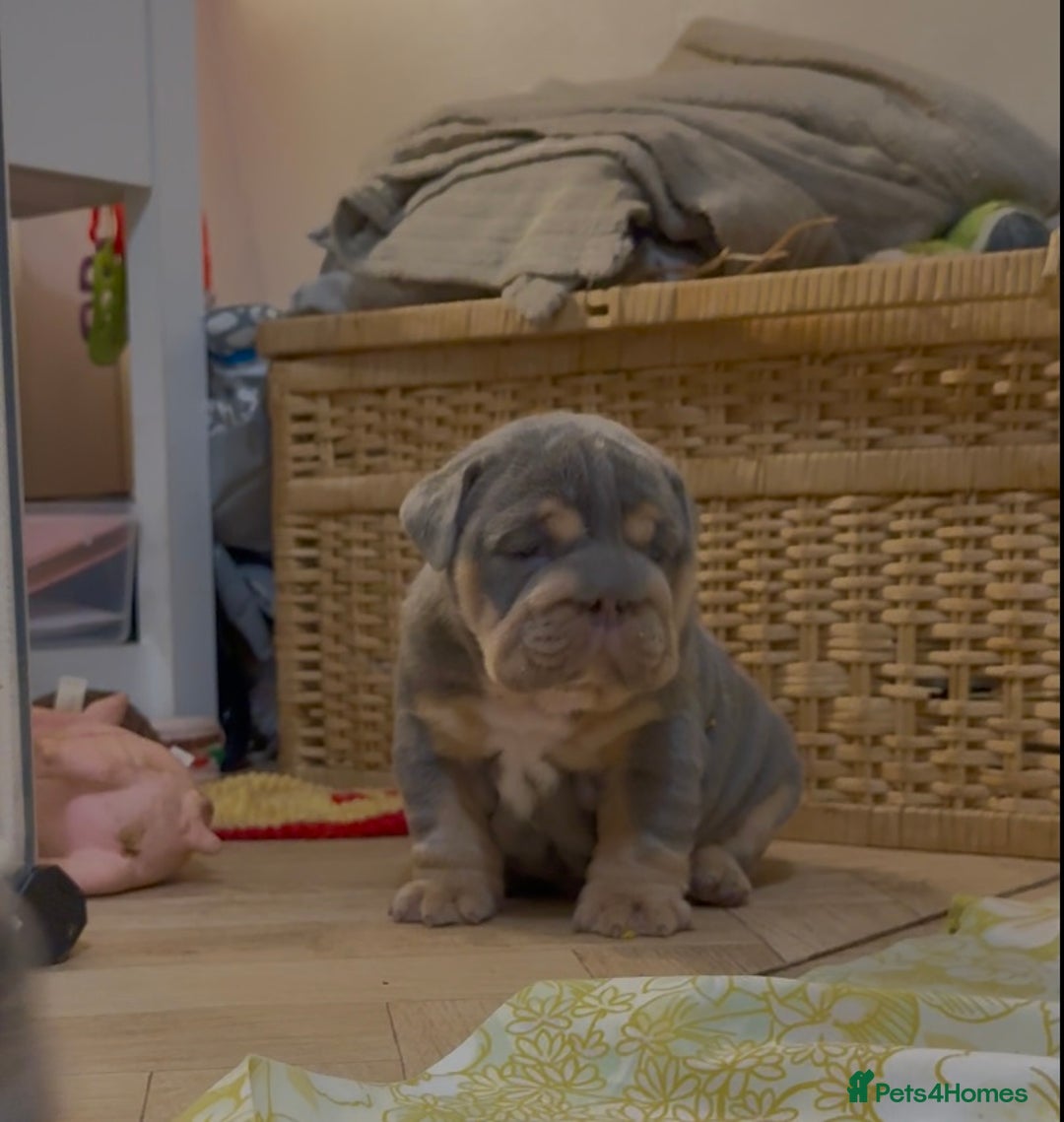 English Bulldog dogs for sale: English bulldog puppies - Advert 31