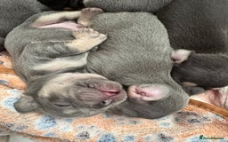 French Bulldog dogs for sale: 7 BEAUTIFUL FRENCHIE PUPPIES FOR SALE 🐾🐶  - Image 6