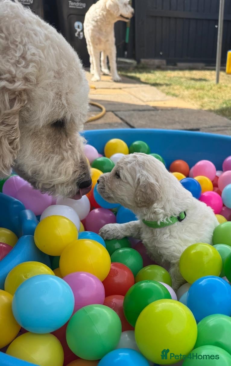 Goldendoodle dogs 🐾 Beautiful Multi-Gen Goldendoodle Puppies - Advert 1