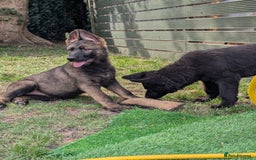 German Shepherd dogs for sale: German Shepherd puppies  in Scunthorpe - Image 9