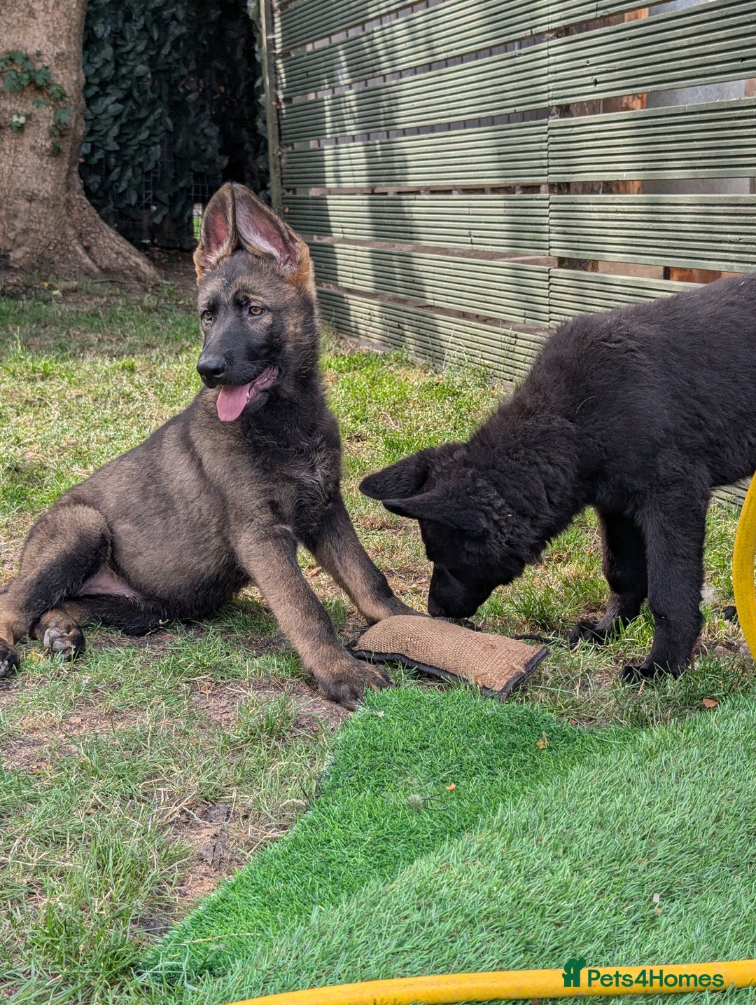 German Shepherd dogs for sale: German Shepherd puppies  in Scunthorpe - Image 9