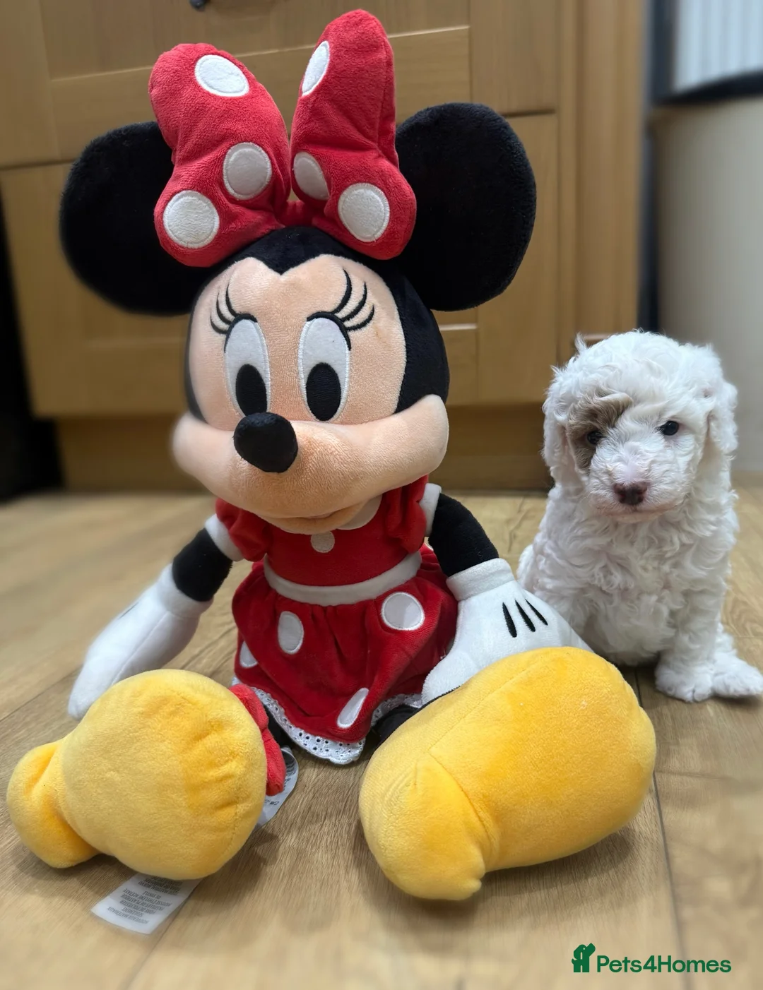 Cavapoo dogs for sale: Gorgeous little girl Cavapoo Puppy - Advert 2