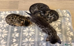 Bengal cats for sale: Bengal Kittens For Sale (4 Left) - Image 15