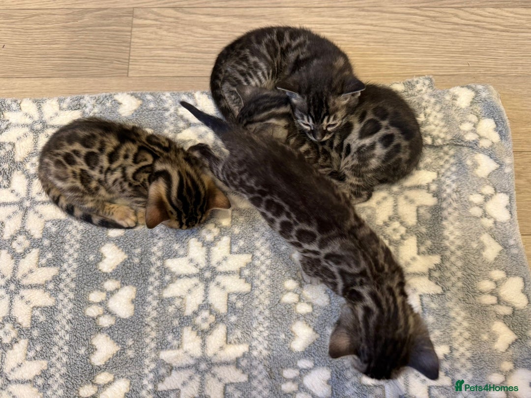 Bengal cats for sale: Bengal Kittens For Sale (4 Left) - Image 15