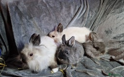 Lionhead rabbits for sale: Lovely floofy little lionheads males and females - Image 1