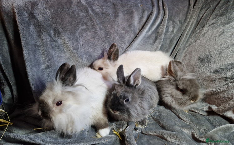 Lionhead rabbits - Advert 1