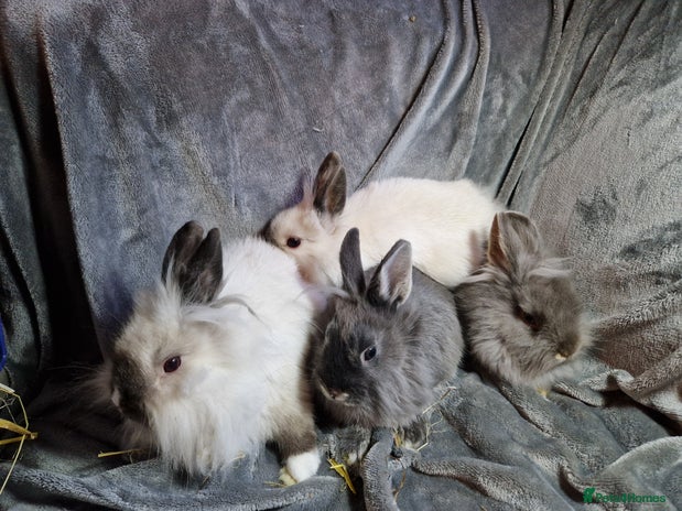 Lionhead rabbits - Advert 1