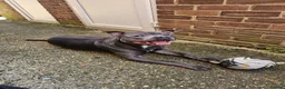 Staffordshire Bull Terrier dogs for sale: Monty (Blue staffy) in Maidenhead - Advert 5