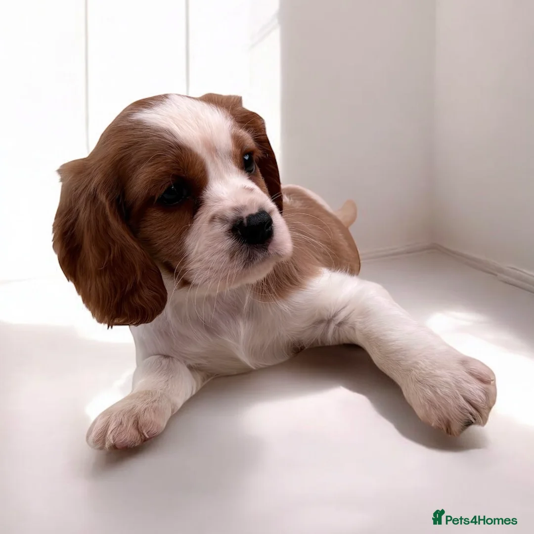 Cavapoo dogs for sale: F1 Cavapoo Puppy’s!  - Advert 7