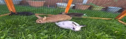 Mixed Breed rabbits for sale: Rabbits for sale  - Advert 4