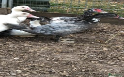 Ducks poultry for sale: Muscovy  ducklings  - Image 5