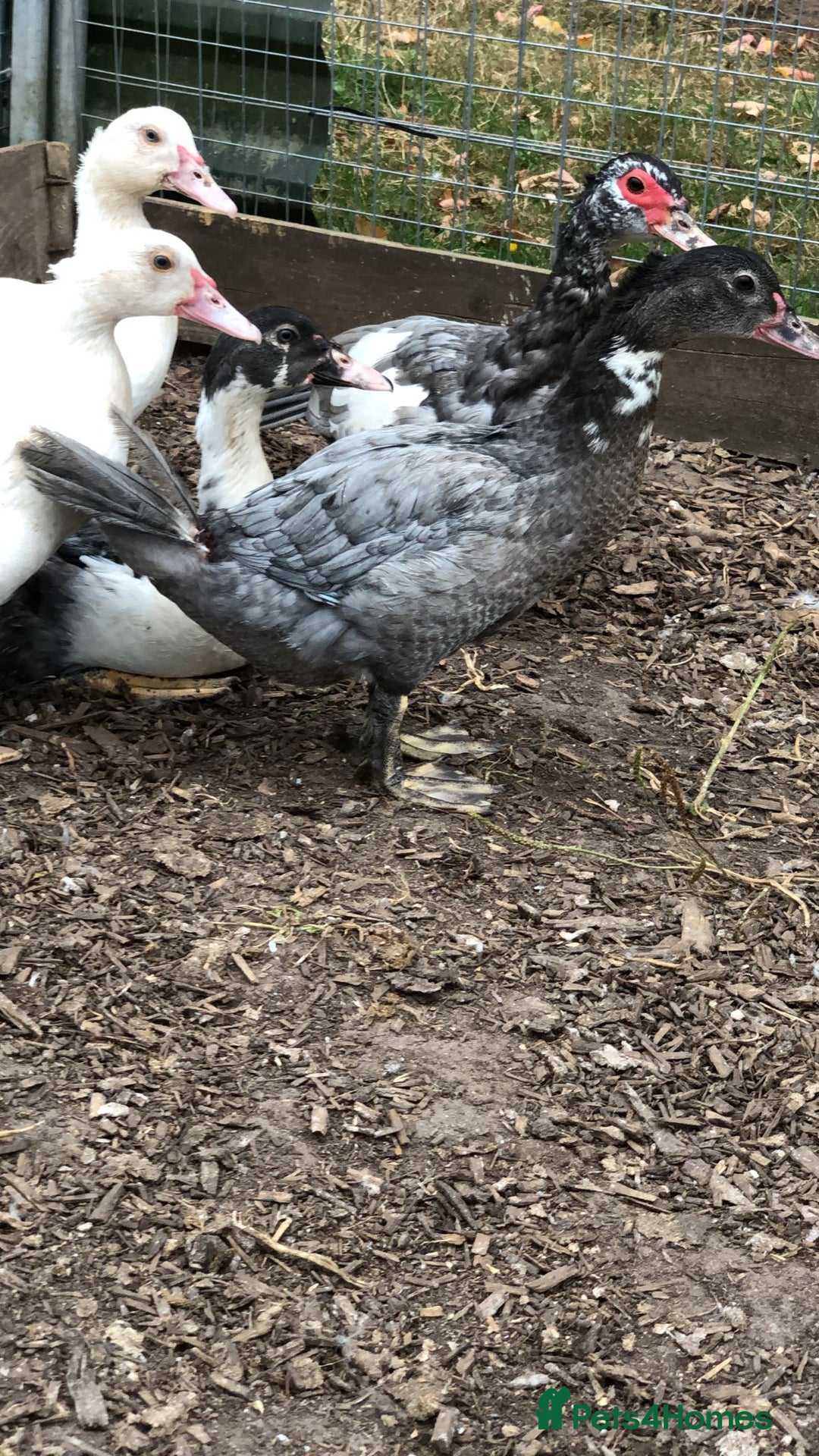 Ducks poultry for sale: Muscovy  ducklings  - Image 5