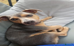 Jack Russell dogs for stud: DENZEL - Image 11