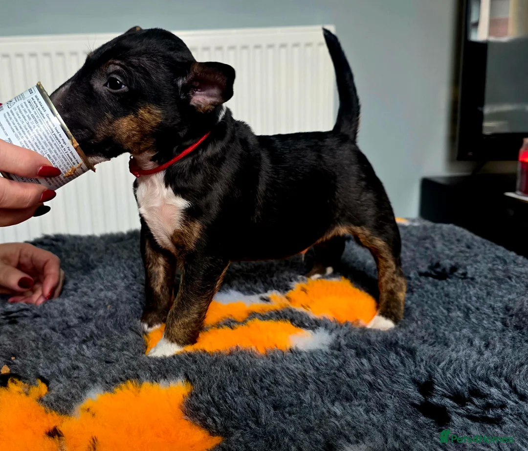 Miniature Bull terrier dogs for sale: MinatureBullTerrier Pups HealthTested TopPedigree in Preston - Advert 5