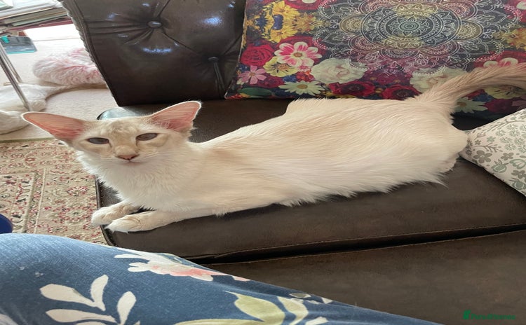 Balinese cats - Advert 1