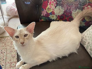 Balinese cats - Advert 7