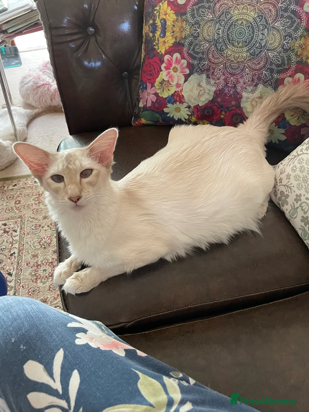 Balinese cats for sale: Beautiful Pedigree Balinese Cats - Advert 1
