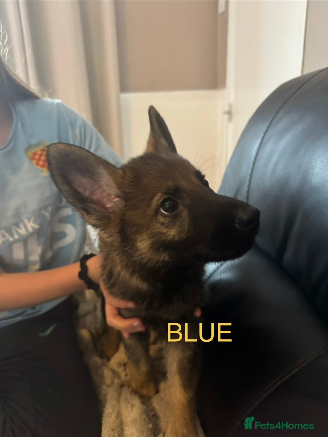 German Shepherd dogs for sale: 3 German shepherd puppies - Image 28