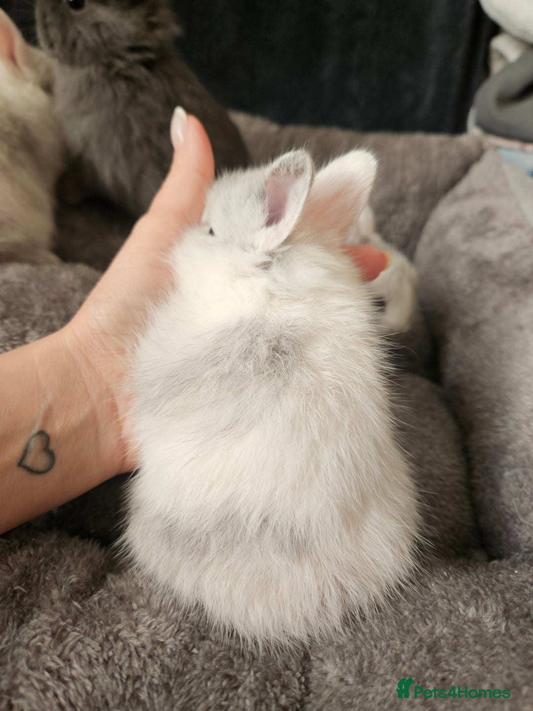 Netherland Dwarf rabbits for sale: Blue and Magpie boys - Advert 19