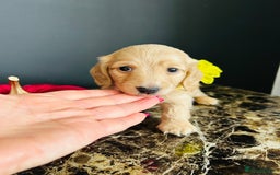 Miniature Dachshund dogs for sale: Cream Litter 5 Star Breeder ⭐️⭐️⭐️⭐️⭐️  - Image 5