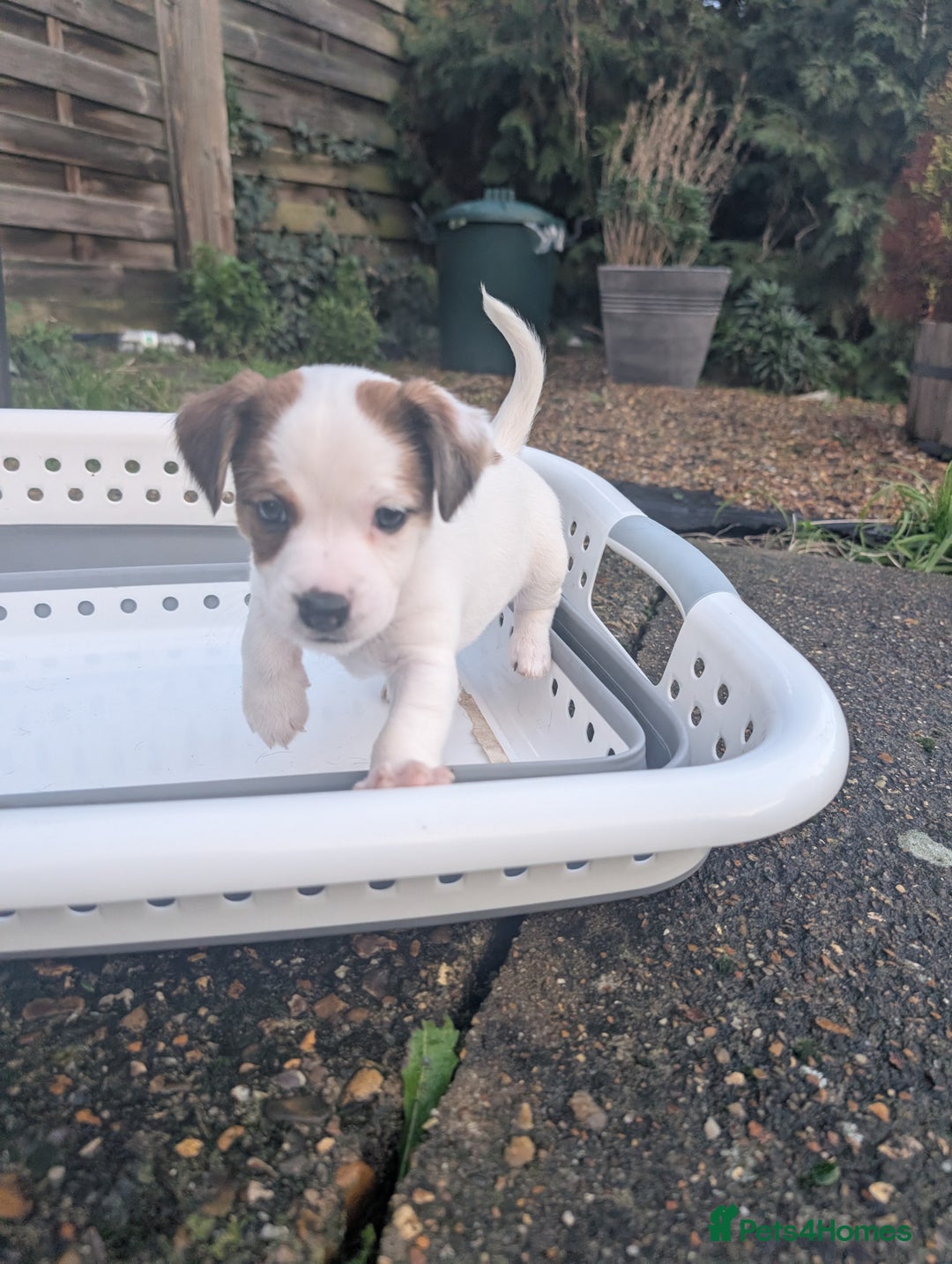 Jack Russell dogs for sale: Puppy  - Advert 6