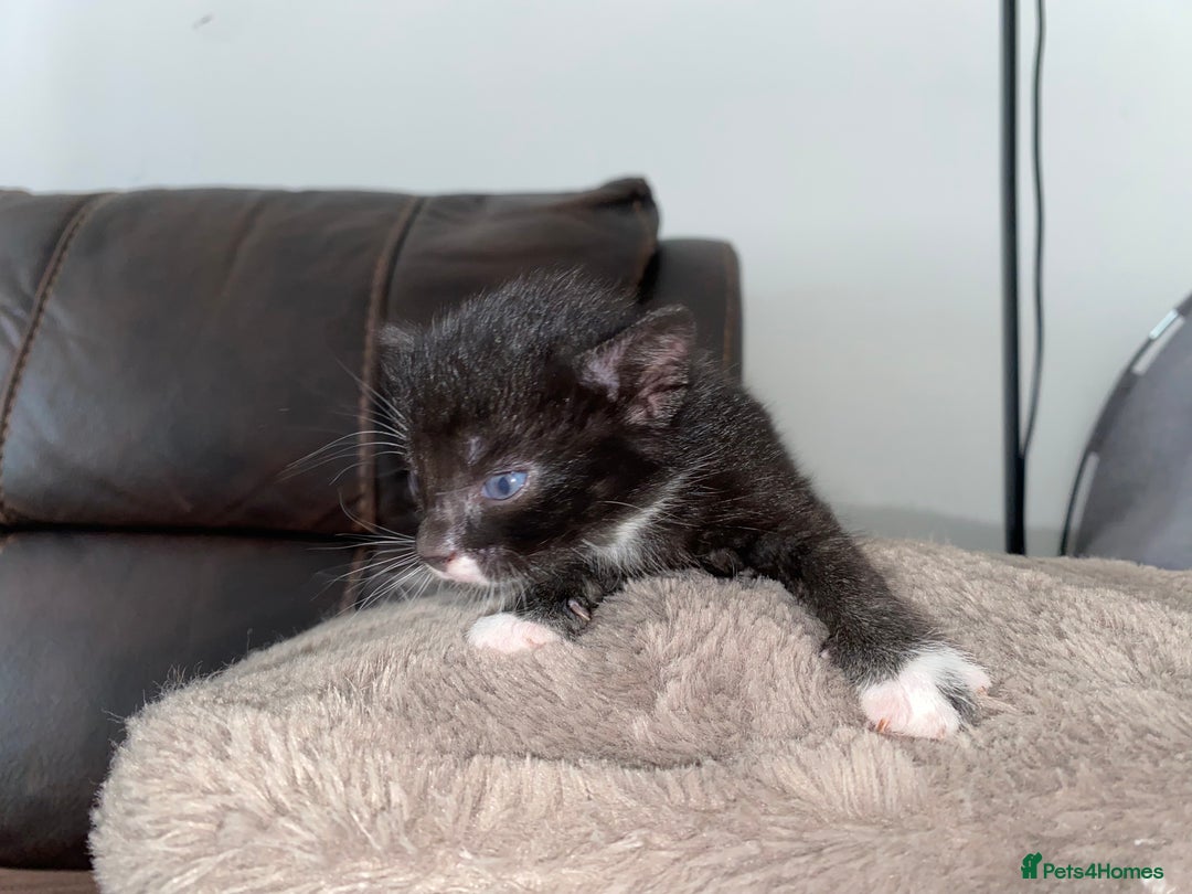 Domestic Shorthair cats for sale: 5 Adorable Kittens Seeking New Homes - Image 4