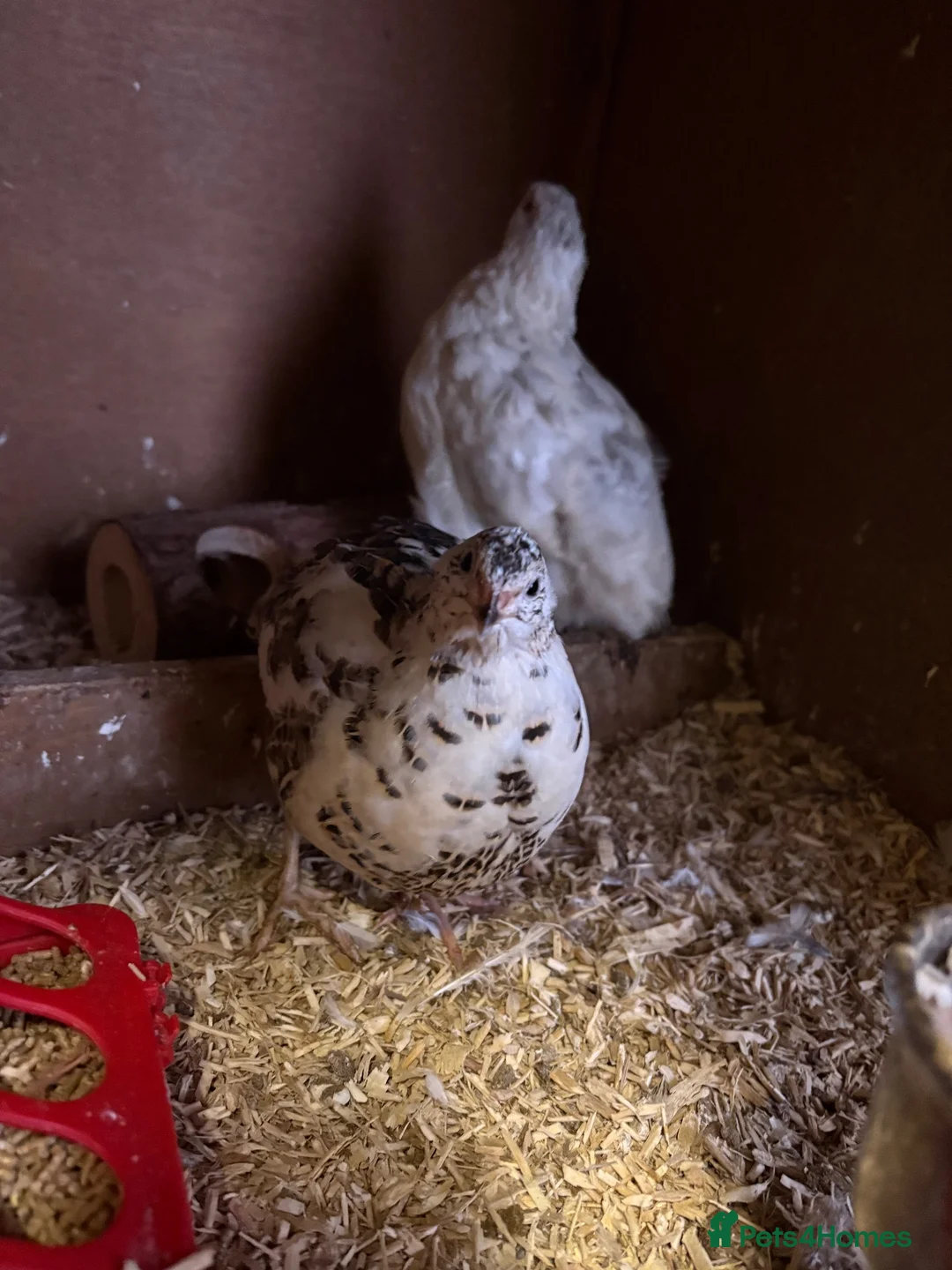Quail poultry for sale: 4 laying Quails  in Bridgend - Advert 1