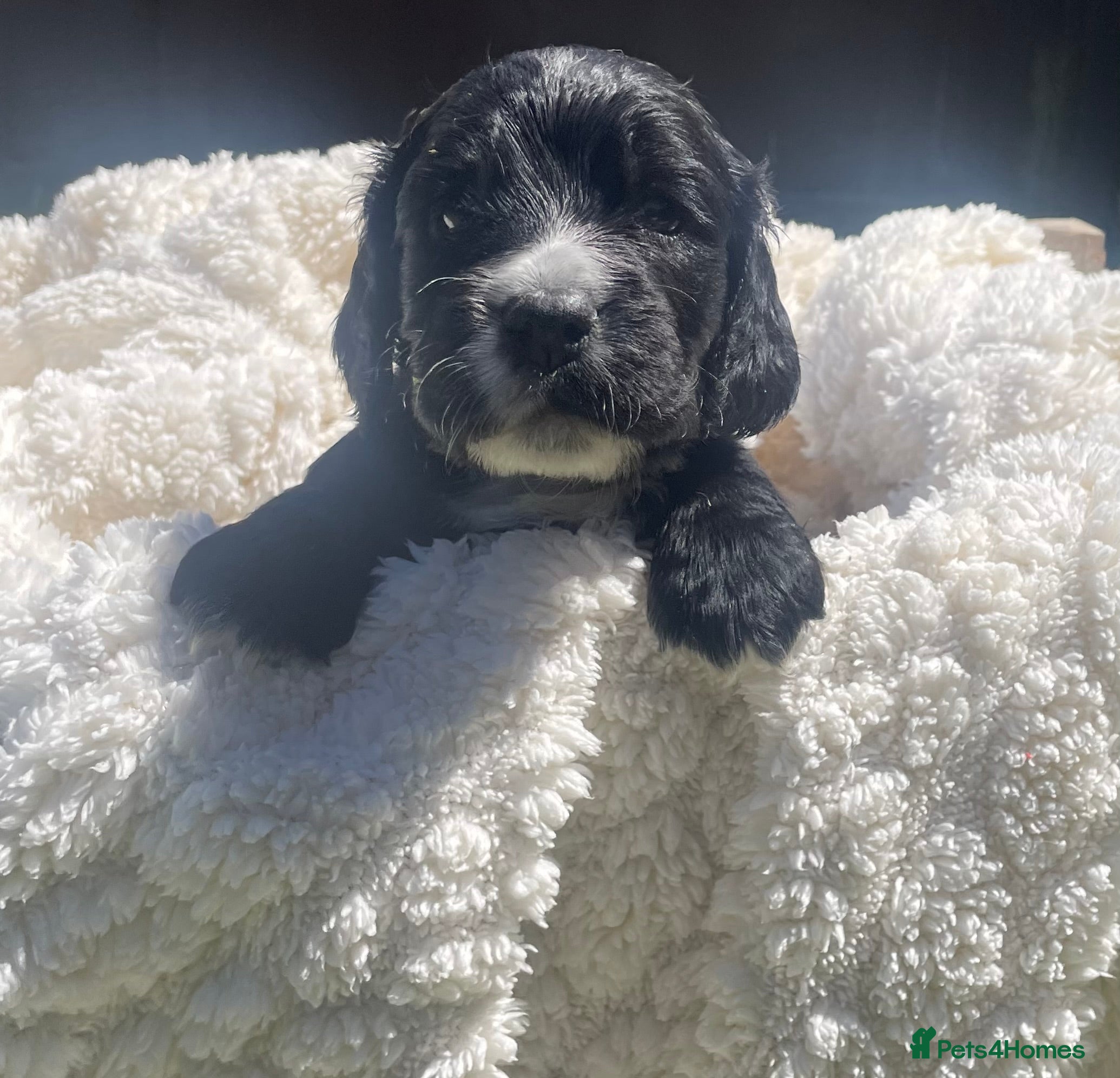 Cockapoo dogs for sale: Stunning F1b Cockapoo puppies - Advert 19
