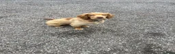 Cocker Spaniel dogs for sale: 7 month house trained KC cocker spaniel boy - Advert 3