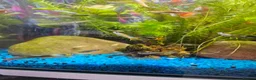 Other/Mixed Breed fish for sale: Guppies in Liverpool - Advert 2