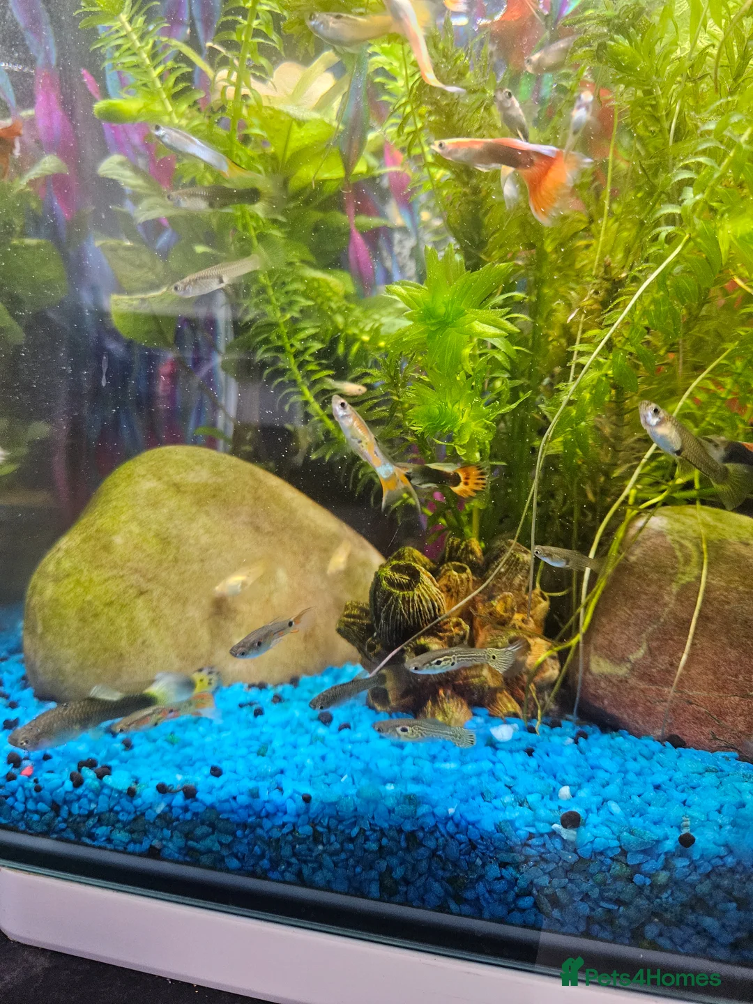 Other/Mixed Breed fish for sale: Guppies in Liverpool - Advert 2