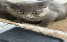 British Shorthair cats for sale: Adorable British Blue Shorthair Kittens for Sale - Image 4
