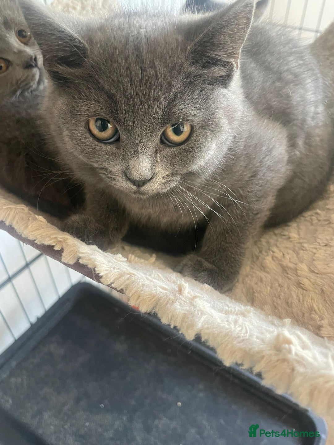 British Shorthair cats for sale: Adorable British Blue Shorthair Kittens for Sale - Image 4