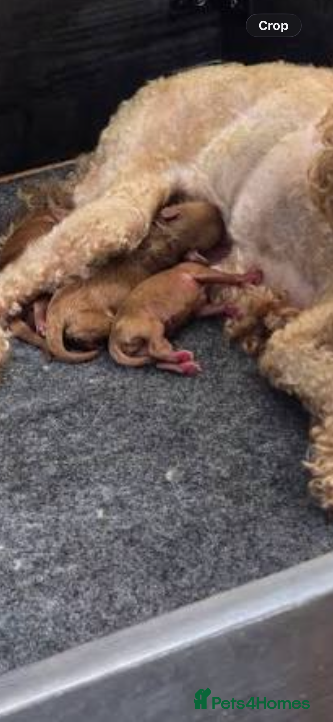 Maltipoo dogs for sale: 🐶 perfect toy maltipoo puppies (toy poodle) 🐶  - Advert 2